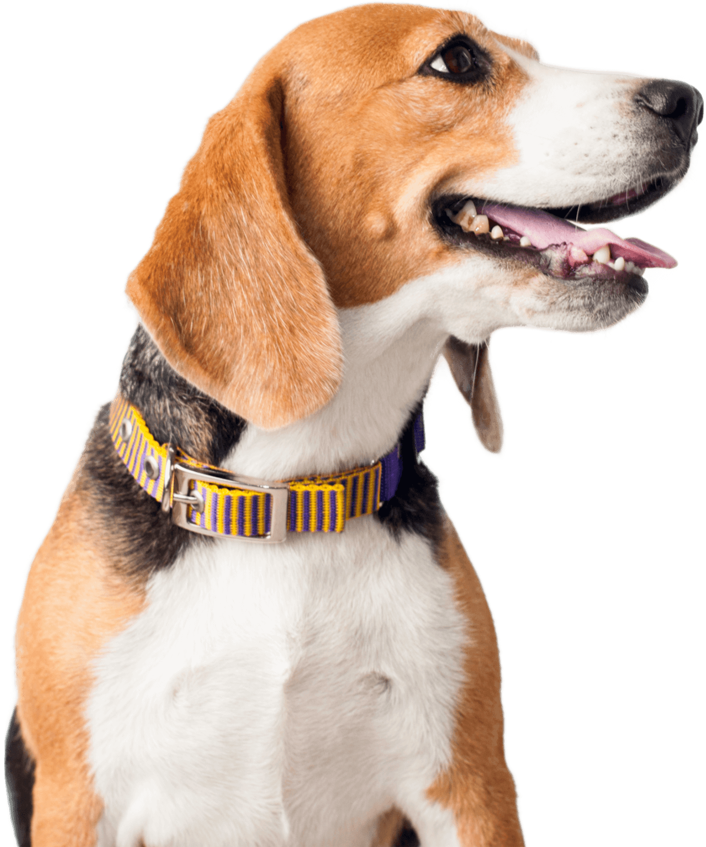 A happy beagle with a colorful collar against a black background.